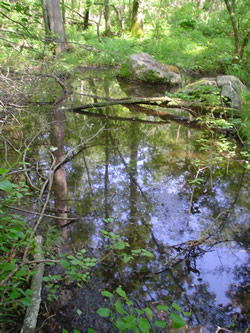 Billings Brook