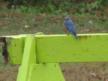 Bluebird