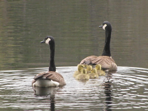 Canada geese and goslings photo by Paul Lauenstein