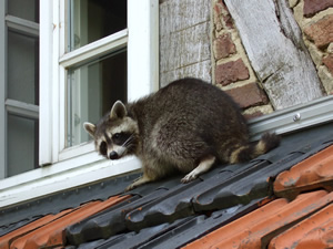 Raccoon on a house roof