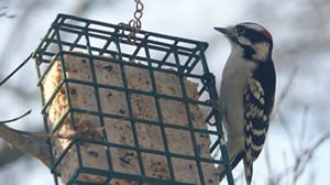Woodpecker on a suet feeder