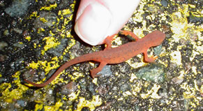 Red Eft