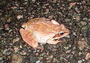 Wood Frog