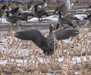 Greater White-fronted Goose photo by Paul Lauenstein