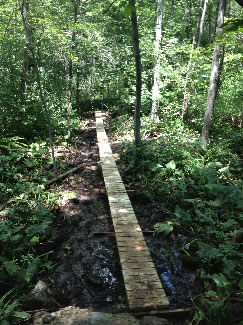 Massapoag Trail boardwalk