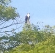 Osprey perched in a tree in Sharon