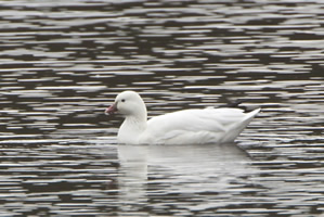 Ross's Goose photo by Josh Simons