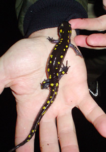 Yellow Spotted Salamander