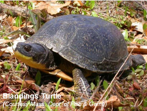 Blandings turtle