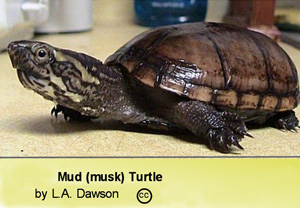 Mud turtle