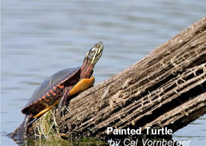 Painted turtle