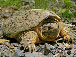 Snapping Turtle
