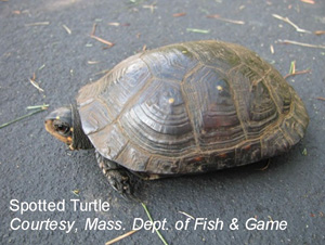 Spotted turtle