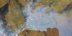 Crayfish