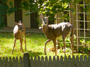 Deer