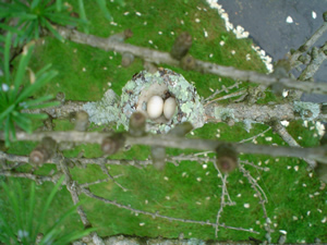 Hummingbird eggs