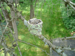 Hummingbird chicks