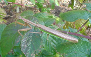 Praying Mantis