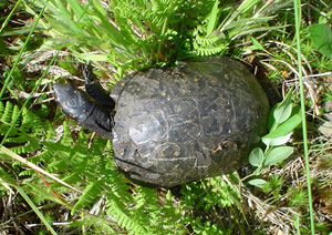 Spotted turtle