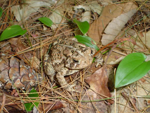 Toad