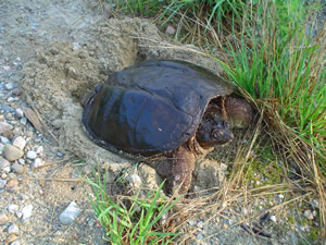 Snapping turtle laying eggs