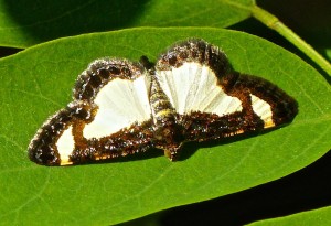 common spring moth