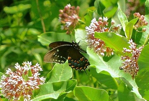 Black Swallowtail butterfly