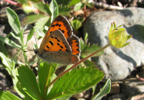 American Copper Butterfly