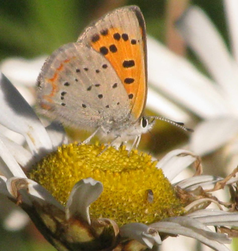 American Copper Butterfly