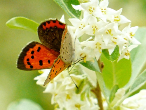 American Copper Butterfly