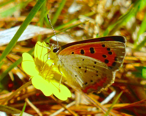 American Copper Butterfly