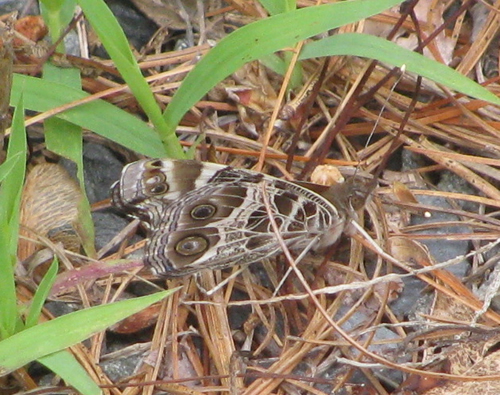 American Painted Lady Butterfly