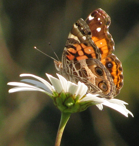 American Lady Butterfly