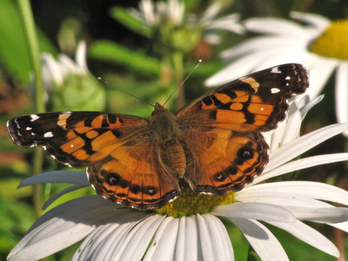 American Lady Butterfly