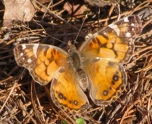 American Painted Lady Butterfly