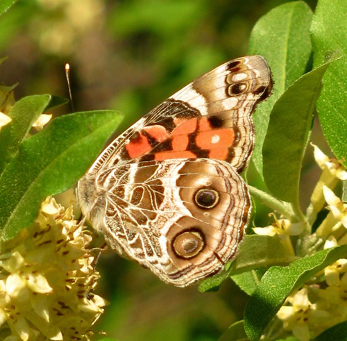 American Painted Lady Butterfly