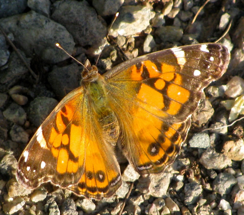 American Painted Lady Butterfly