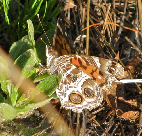 American Painted Lady Butterfly