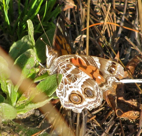 American Painted Lady Butterfly