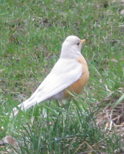 American Robin (Leucistic)