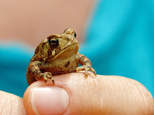 American Toad