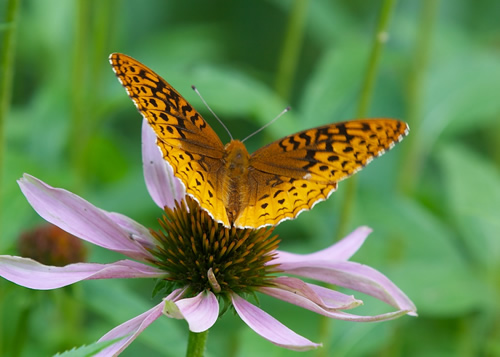 Aphrodite Fritillary