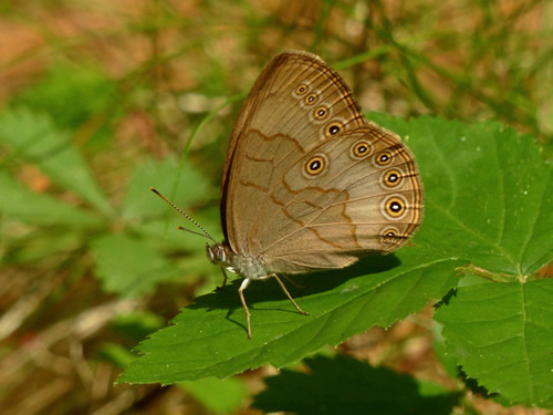 Appalachian Brown Butterfly