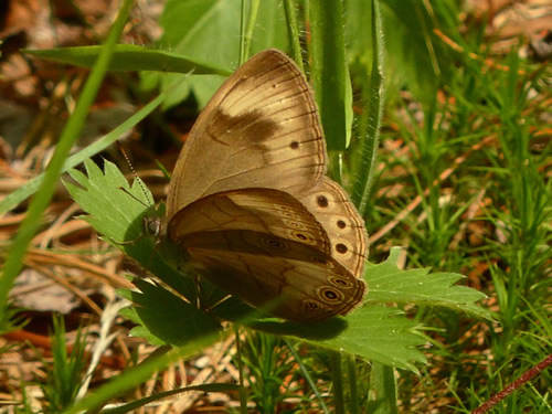 Appalachian Brown Butterfly