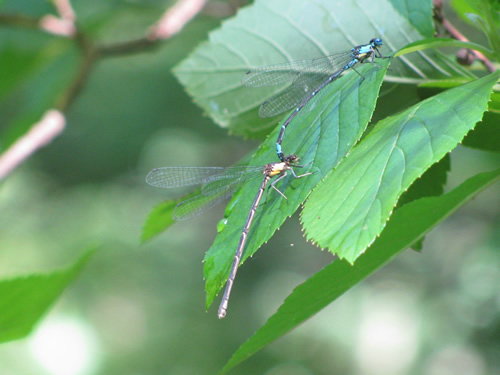 Aurora Damsel