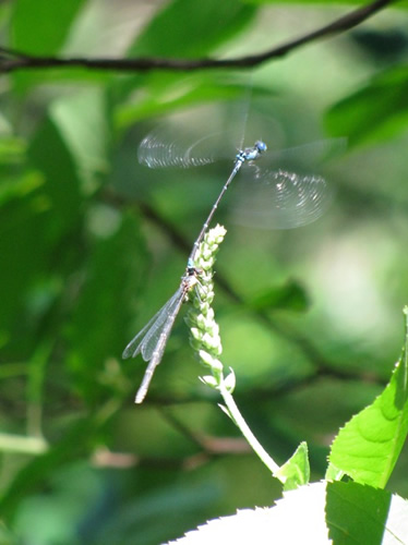 Aurora Damsel