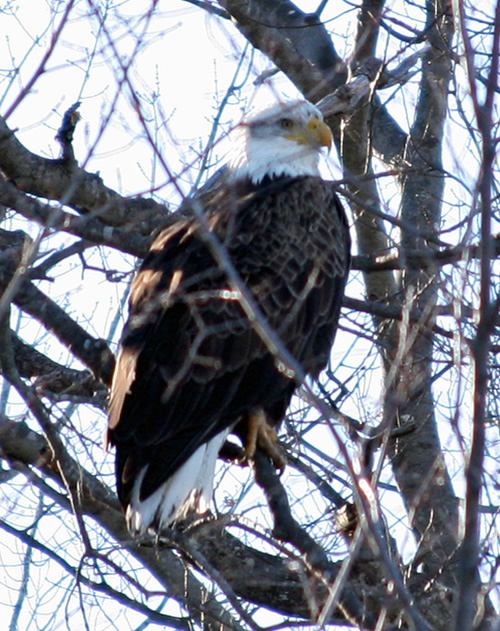 Bald Eagle