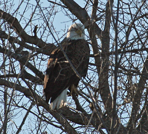 Bald Eagle