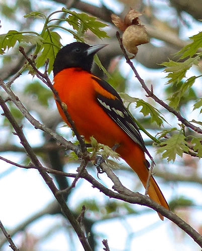 Baltimore Oriole