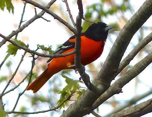 Baltimore Oriole